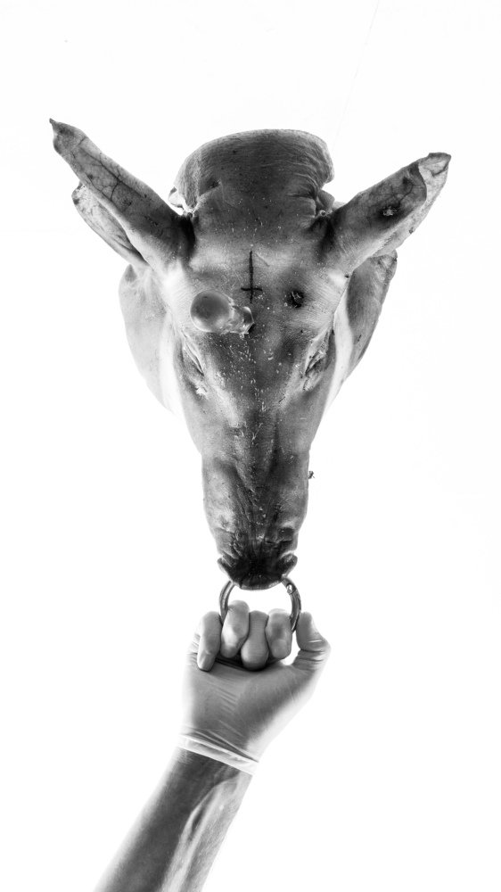 Photograph by Jesse Obbes