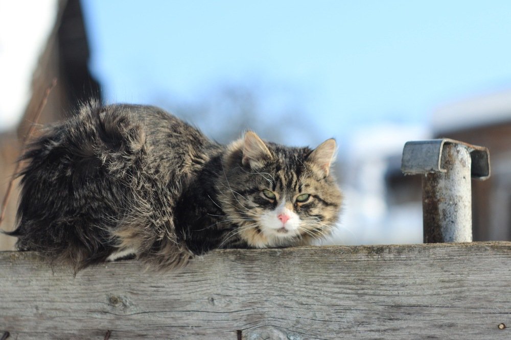 Photograph by Konstantin Morozov