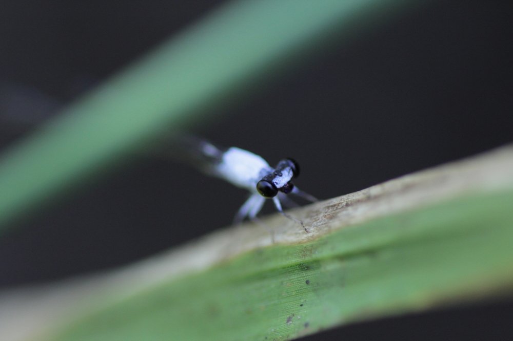 Photograph by Baraya Rocky