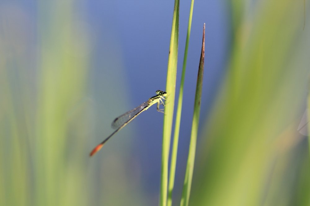 Photograph by Baraya Rocky