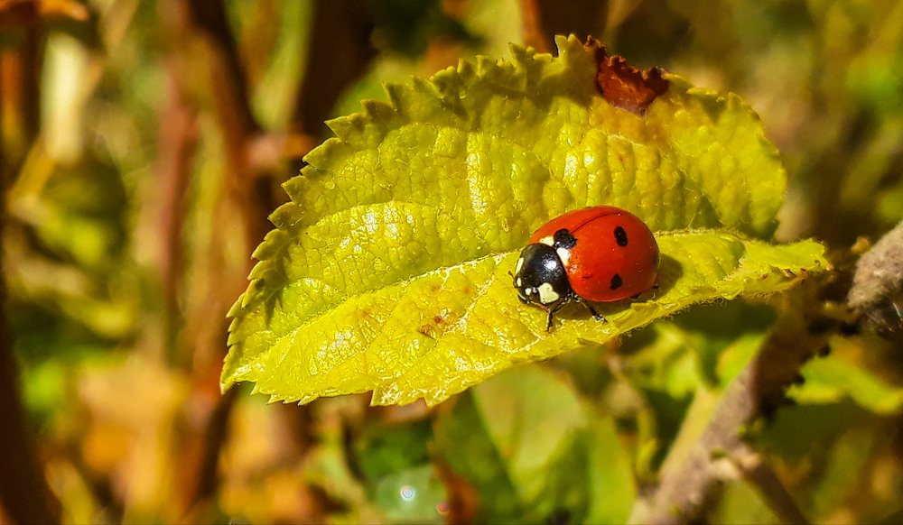 Фотография автора Alipour mohammad