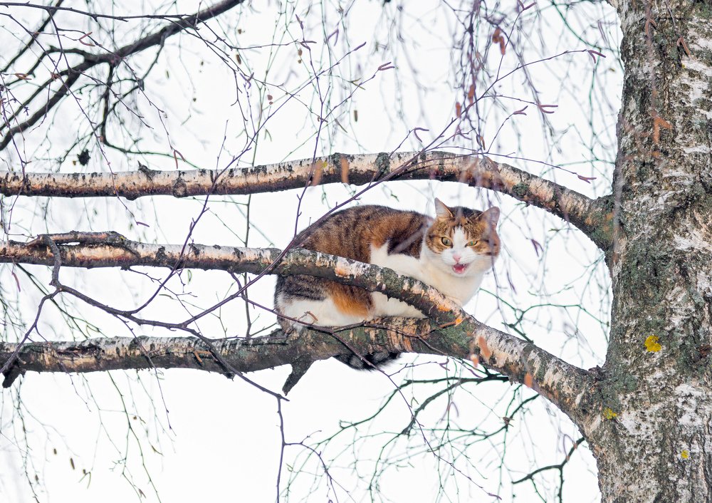 Photograph by Юрий Бичеров