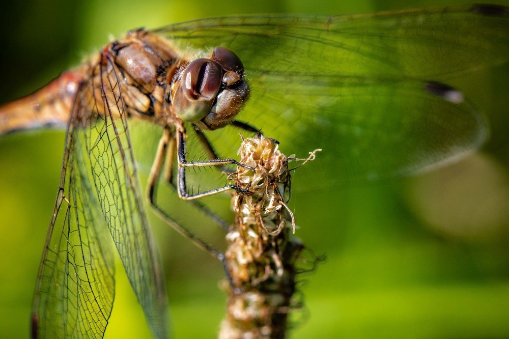 Шустрая кокетка