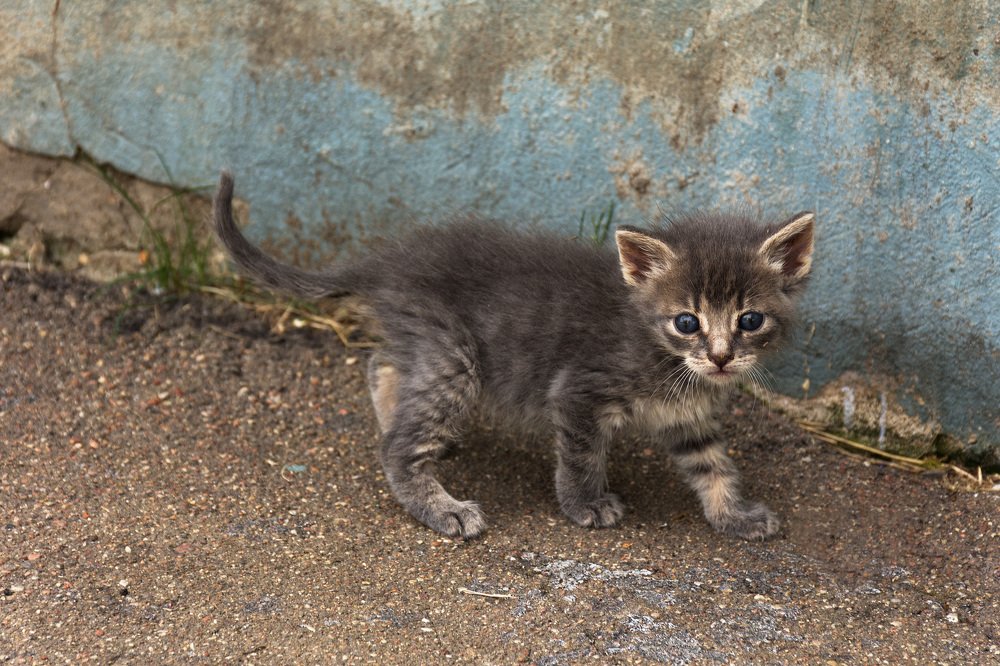 Photograph by Елена Стещенко