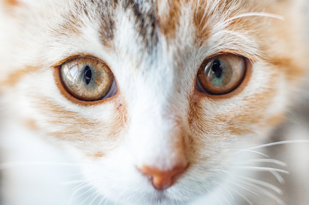 Photograph by Олеся Долгих