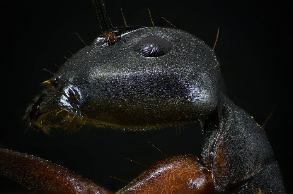 Ants face.