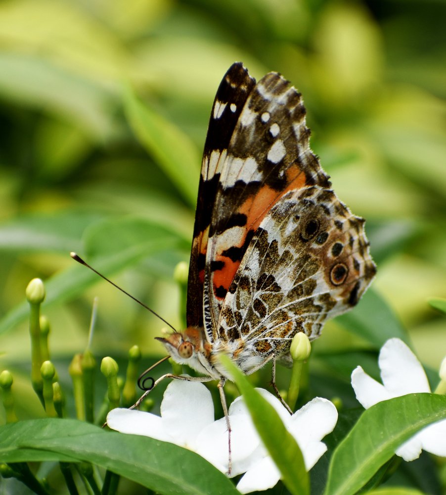 Photograph by Kriti Aggarwal