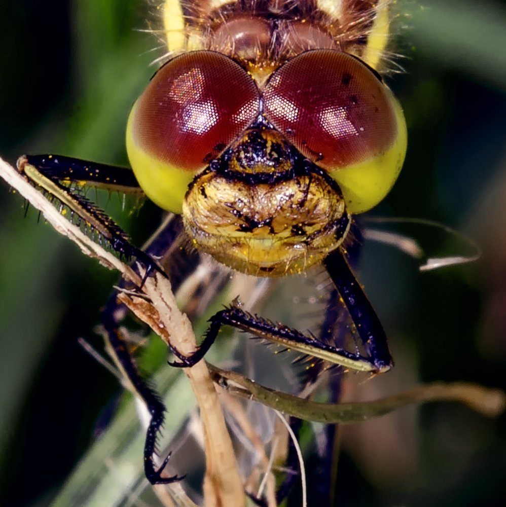 карие глазки