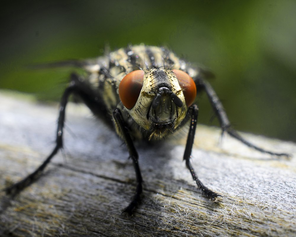 муха-цокотуха позолоченное брюхо