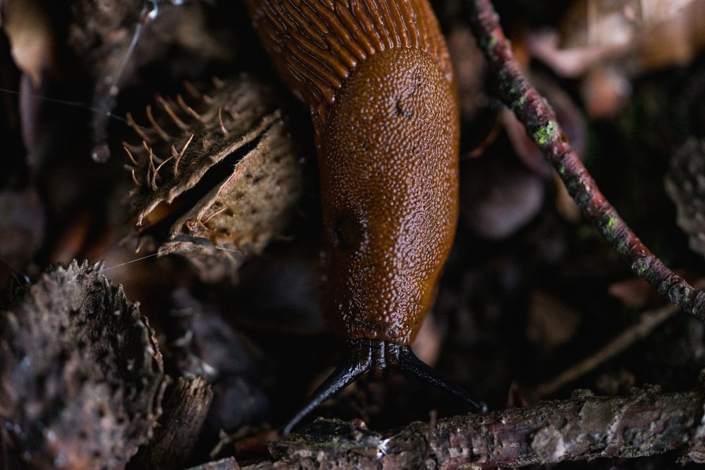 Photograph by Dardan Krasniqi