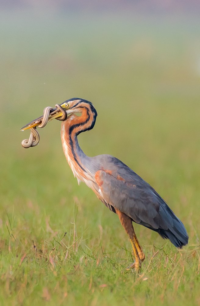Purple Heron with Snake Catch