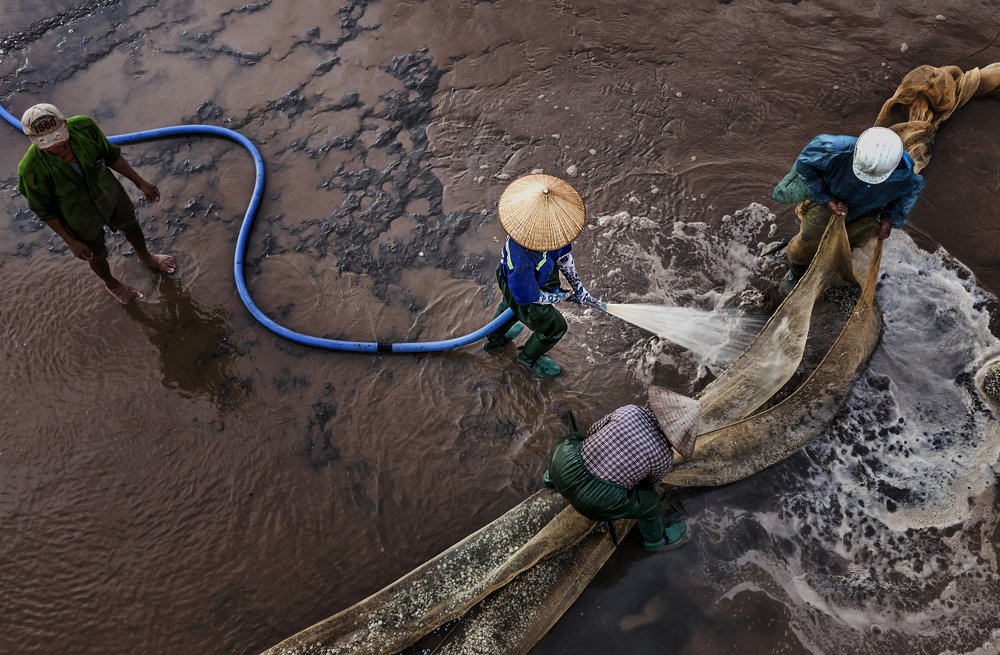 Harvesting Dong Chau sea clam