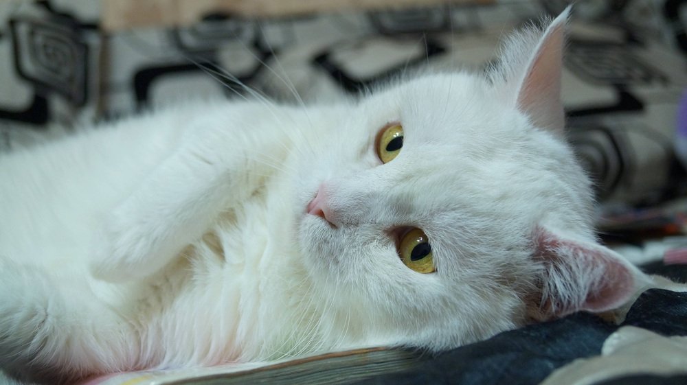 Photograph by Иван Кирилков