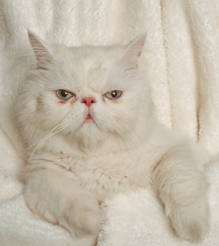 Photograph by Farshad Yazdankhah