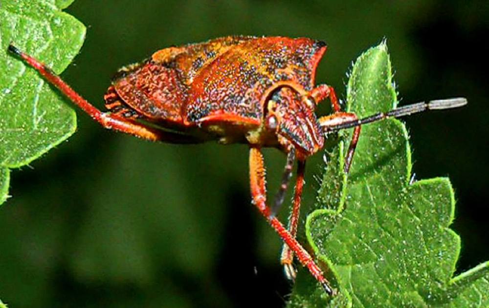 Photograph by voskresija aprilska