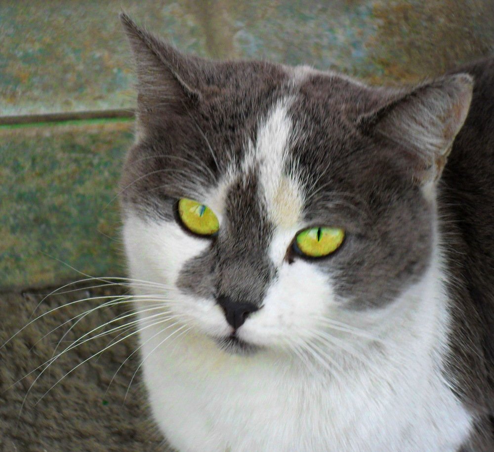 Photograph by voskresija aprilska