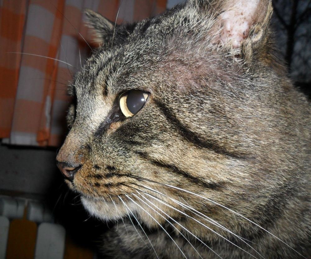 Photograph by voskresija aprilska