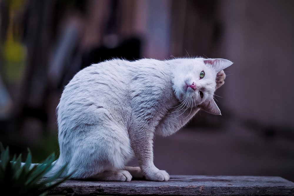 Photograph by Сергей Шпаков