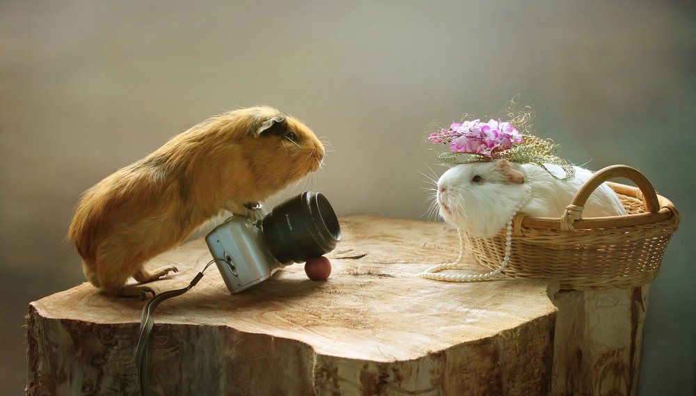 Гламурная фотосессия