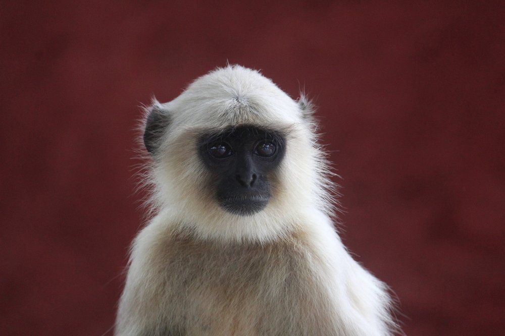 Photograph by Sharad vadoliya