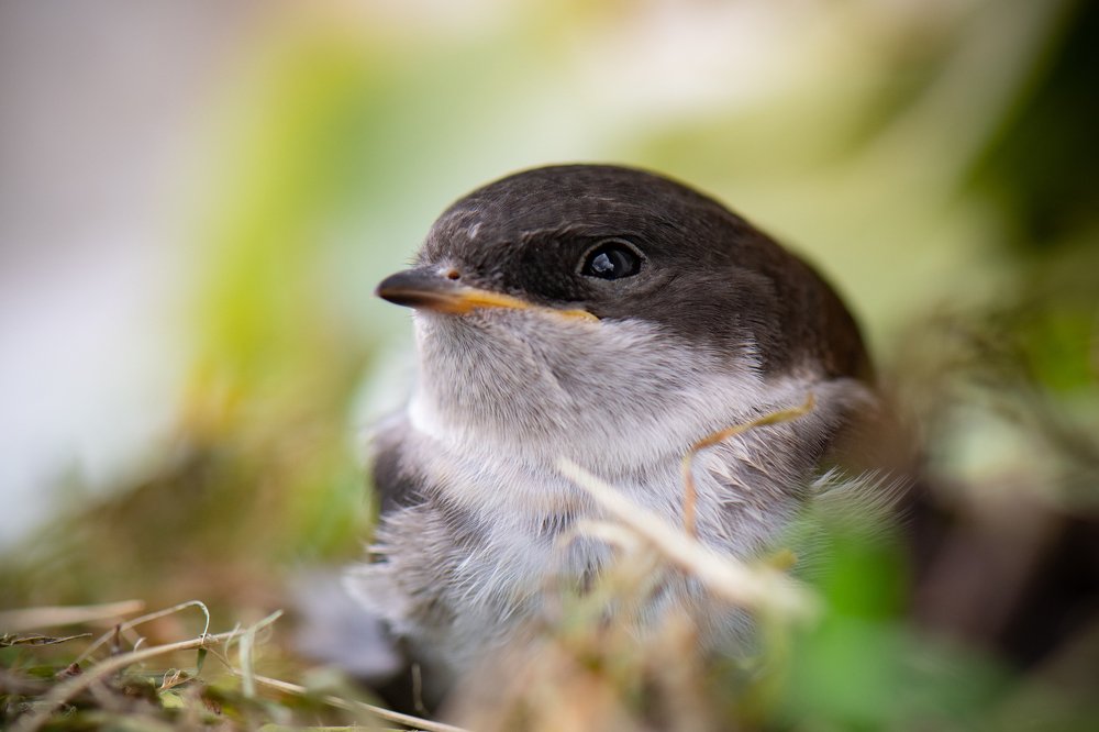 Счастливый птенец