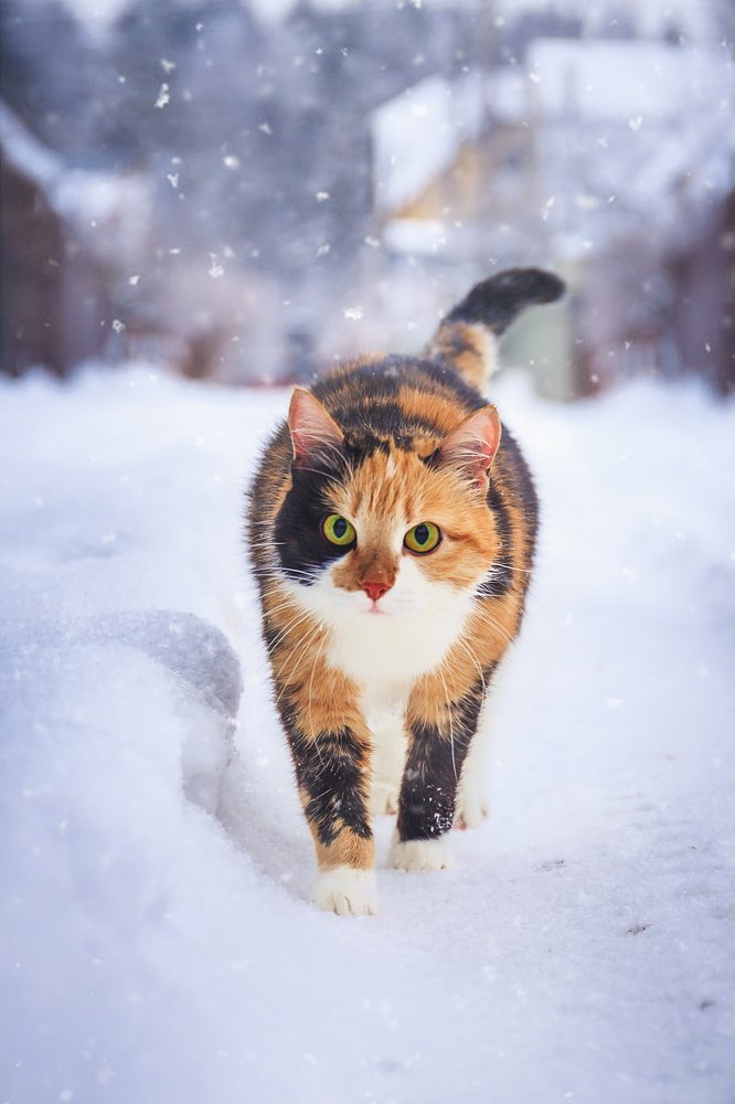 Photograph by Елена Пахомова