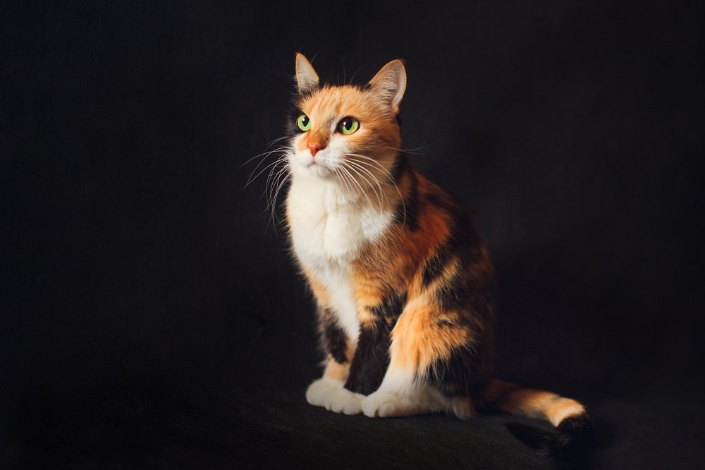 Photograph by Елена Пахомова