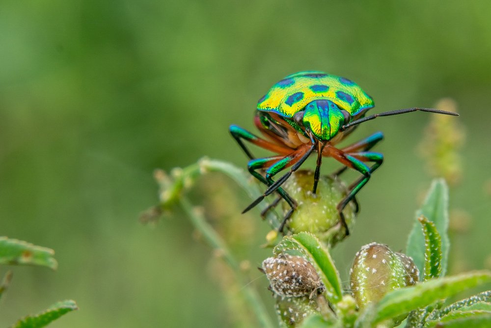 Photograph by Shohel Rana