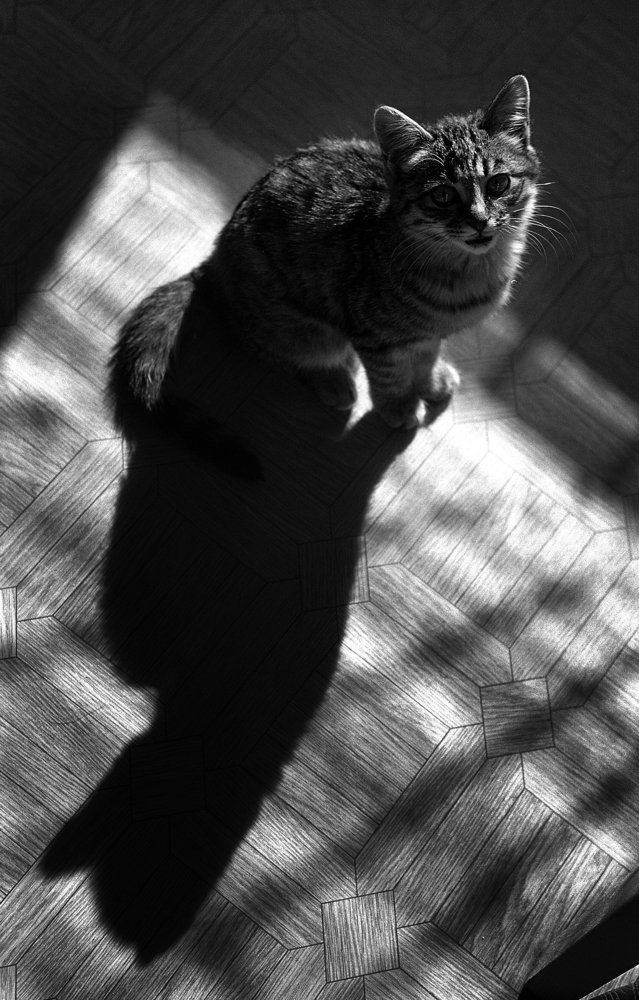 Длинный день.