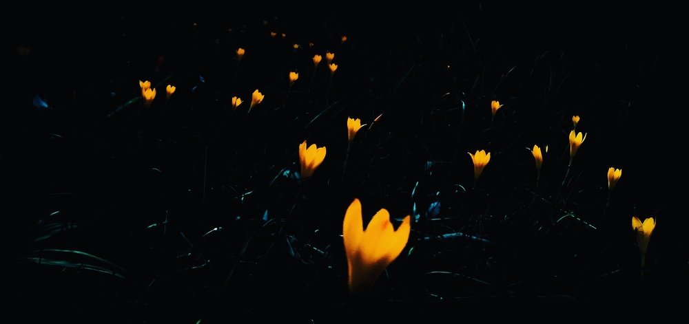 Yellow flower in the night