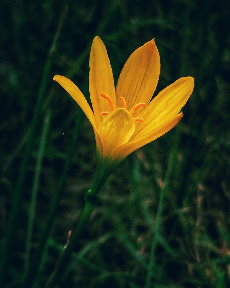 Yellow flower
