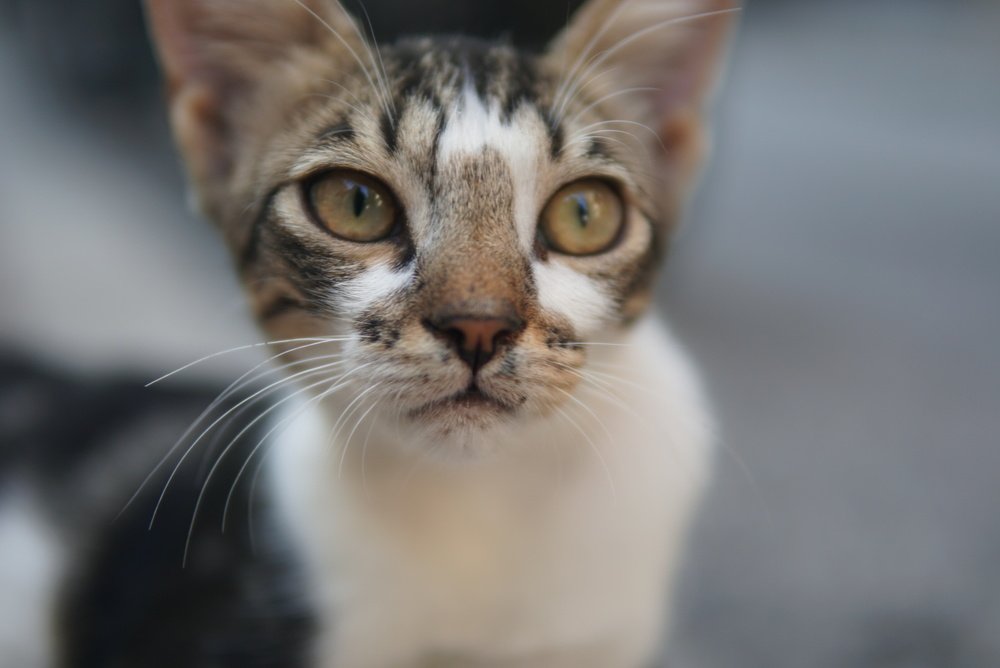 Photograph by Dzianis Mizhui