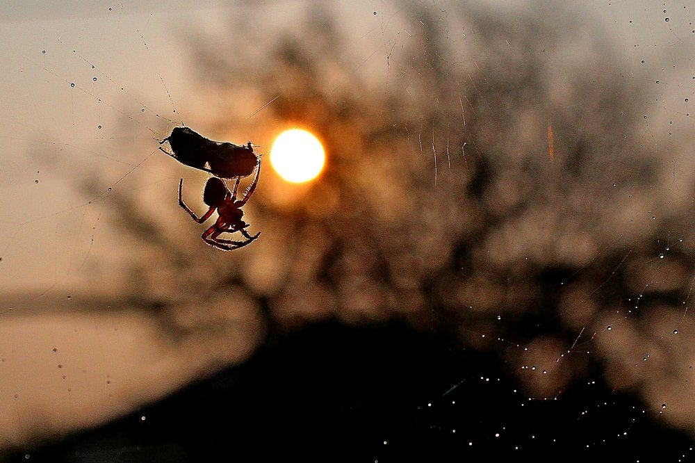 Photograph by Александр Велигура