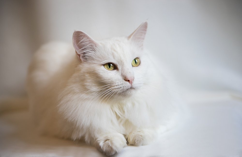 Photograph by Ирина Леонова