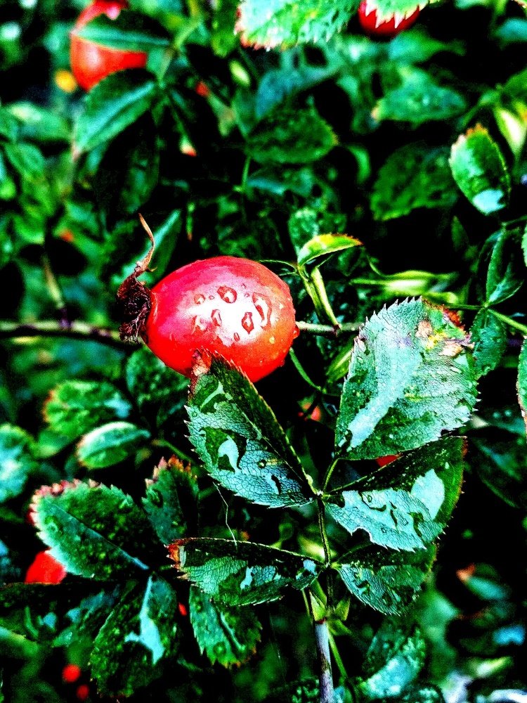 Photograph by Юлия Демяник