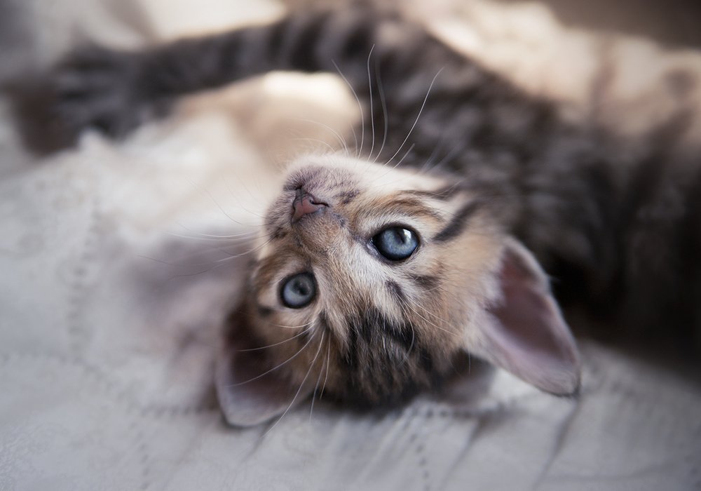 Photograph by Ирина Леонова