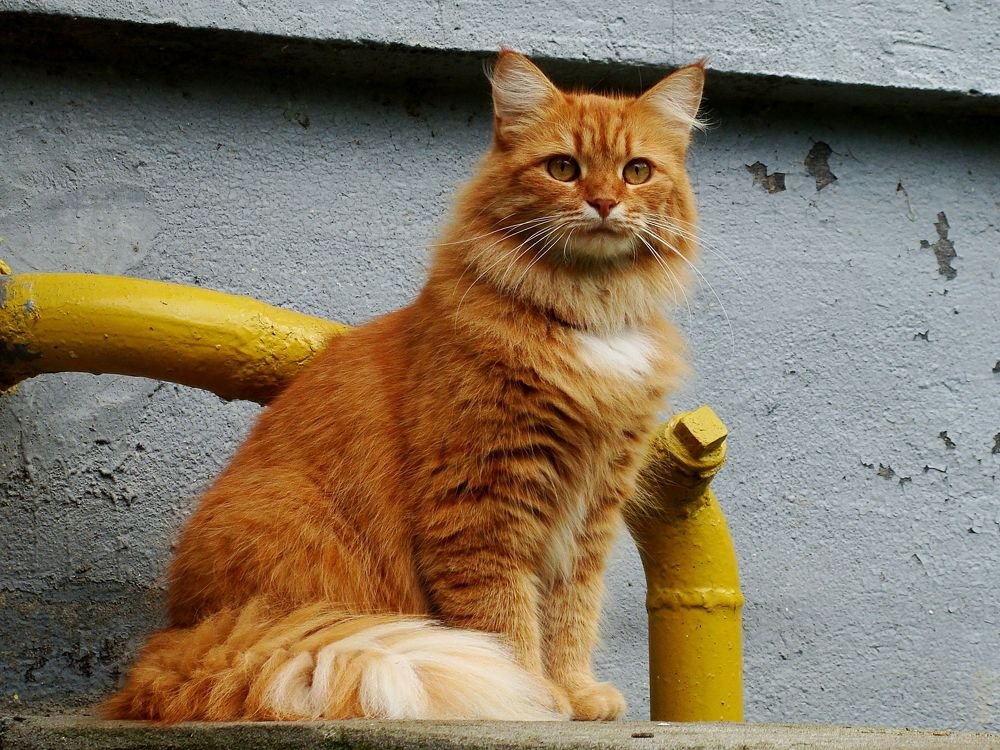 Photograph by Алька Вереск