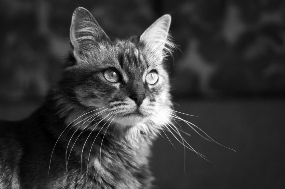 Photograph by Юрий Прокофьев