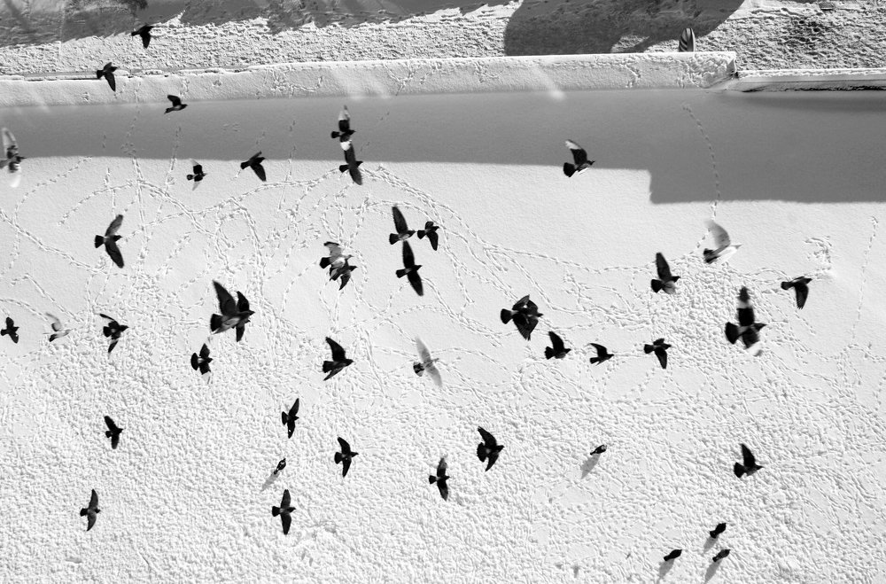 Голубиная карта