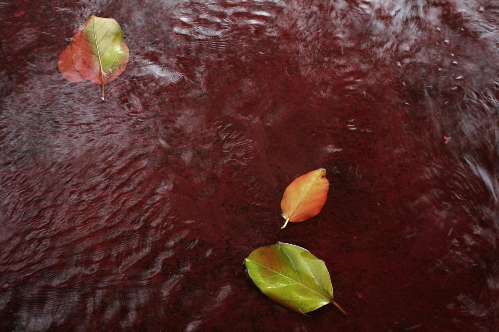 Photograph by Mohammd Asadurjaman Aslam Molla