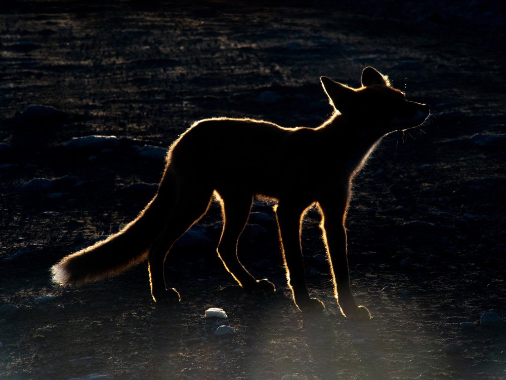 Photograph by Аля Кнастер