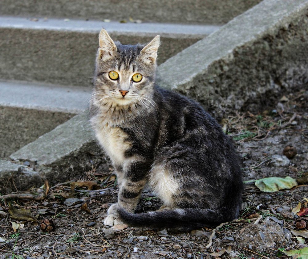 Фотография автора Марина Иванова