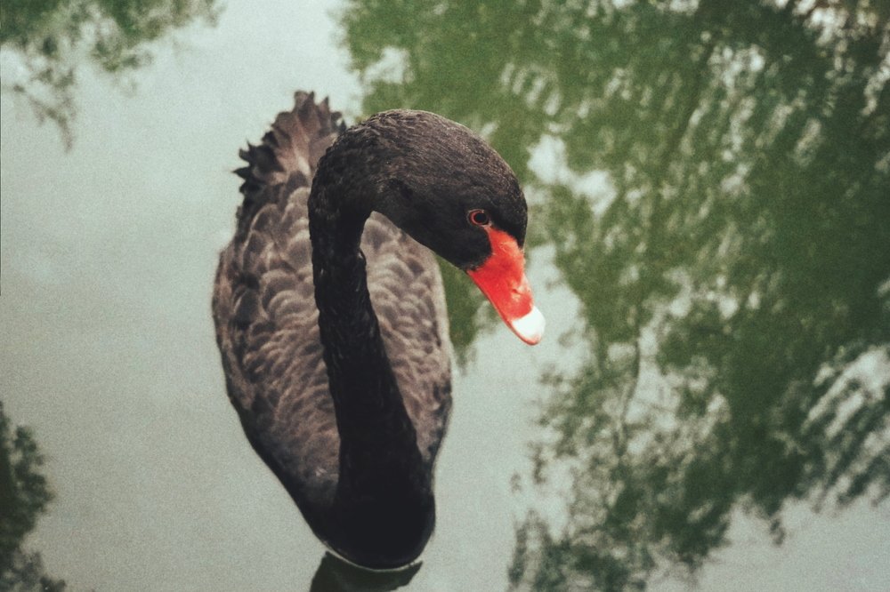 Черный принц