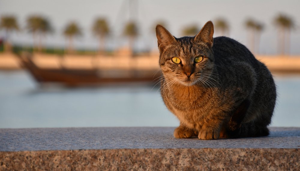 Photograph by Manjri Saxena