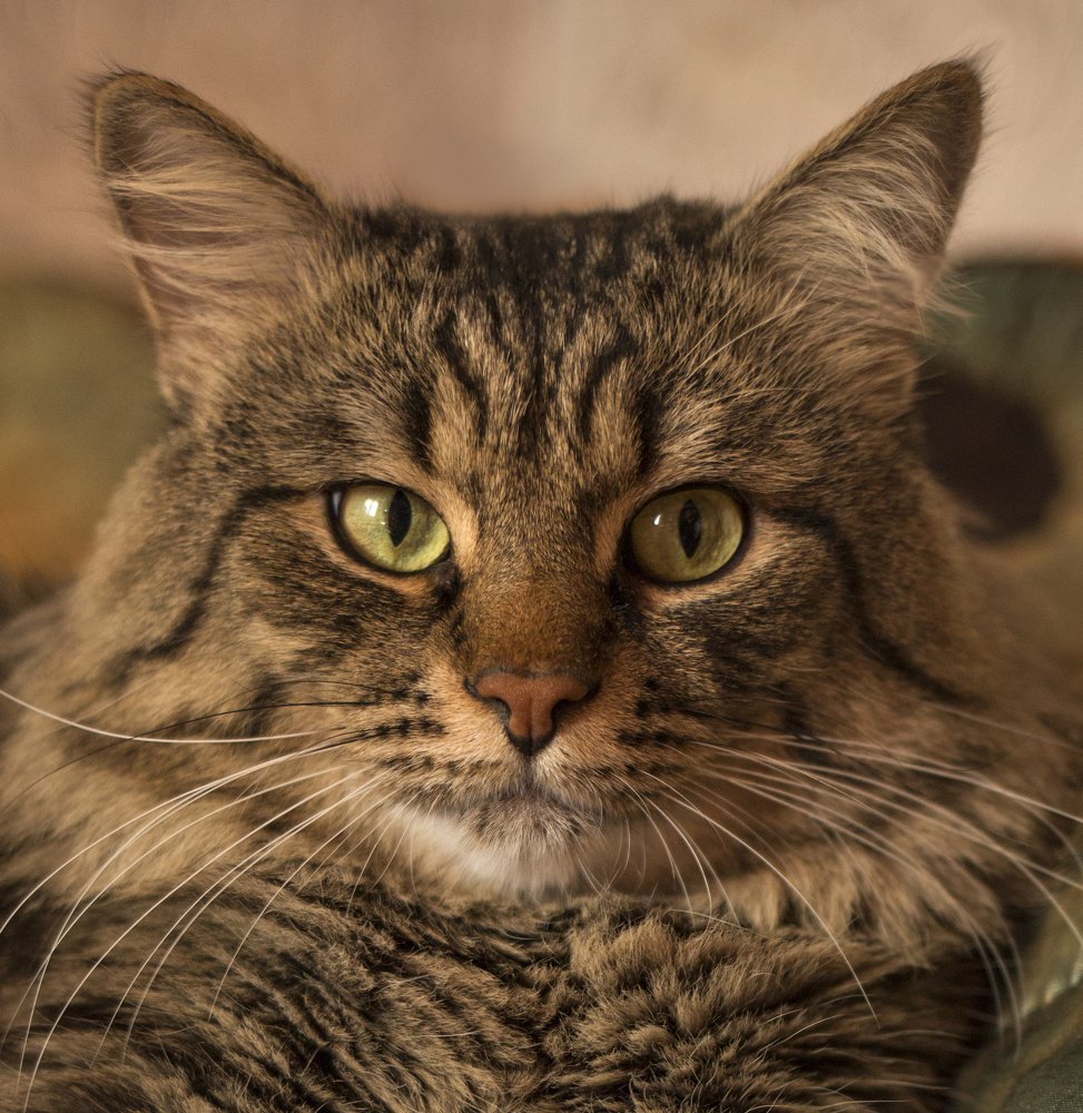 Портрет кота