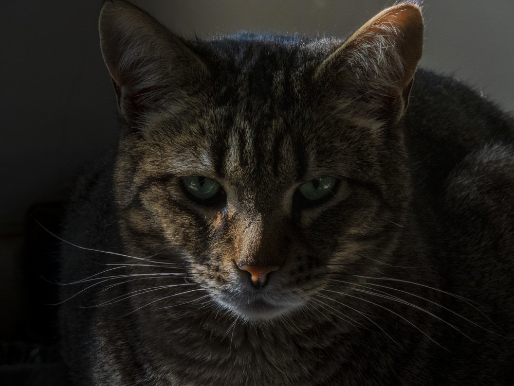 Portrait of a Tabby