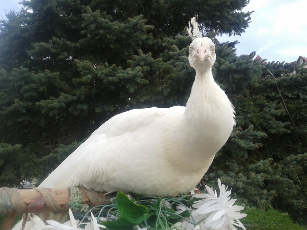 Белый павлин