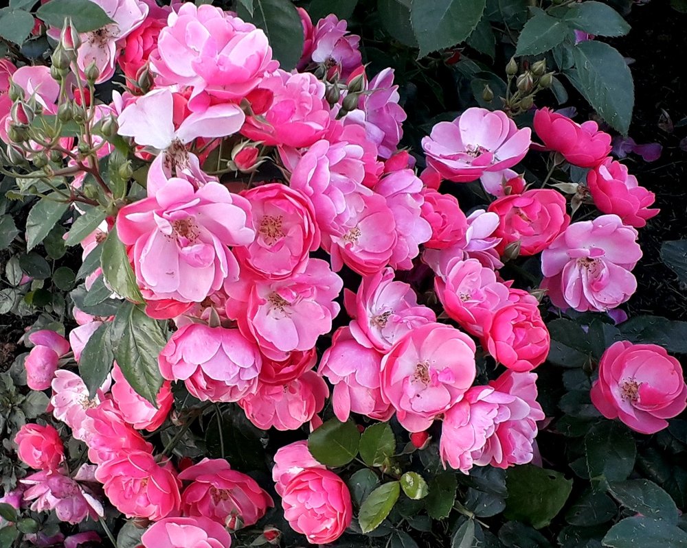 Розовые розы.