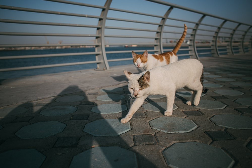 Photograph by Екатерина Сейба