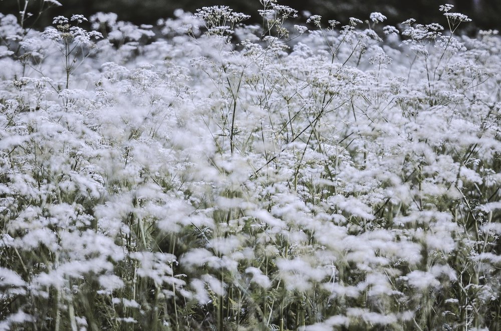 Photograph by Дмитрий Беликов